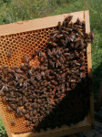 Pčele - pčelinje matice