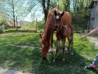 Ždrijebe angloarabera