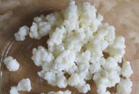 Kefirna zrnca za izradu kefira od mlijeka (1 velika žlica)