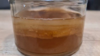 Kombucha - čajna gljiva
