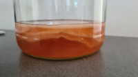 Kombucha - čajna gljiva