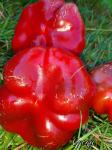 Madarska krupna paradajzerica