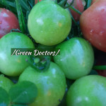 Rajcica Green Doctors (chery)