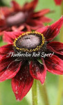 Rudbeckia Red Spot ,(trajnica)
