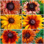 Rudbeckia (sest boja/oblika/