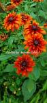Rudbeckia 'Autumn Colors' (trajnica)