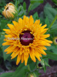 Rudbeckia 'Flamenco'  (trajnica)