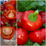 Topepo rosso paprika