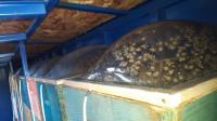 Prodajem pčelinji otrov