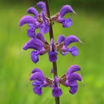 Sirup od meda i kadulje