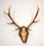 veliki jelenji rogovi