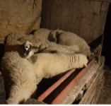 Janjci oko 30 kg 6 eura/kg