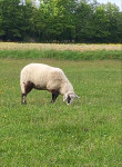 Mlada ovca