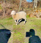 MLADI OVAN ZA RASPLOD