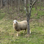 Ovan Solčavsko jezerske pasmine