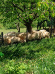 ovce za obradu