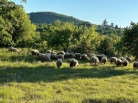 Ovce Pramenke