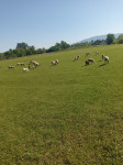 Prodajem janjce