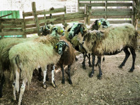 Prodajem istarske ovce malo stado