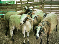 Prodajem istarske ovce malo stado