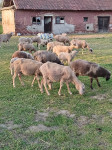 Prodajem ovce pramenke (križane)