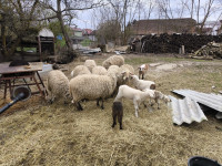 Prodajem ovce
