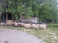 prodajem ovce