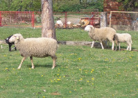 Prodajem ovce slovenke