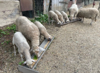 Prodajem mladog janjca (mladi ovnić) ~ janjetina [REZERVACIJE]