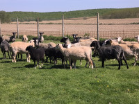 Prodajem stado ovaca