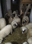 Prodajemo mlade ovniće za rasplod, zamjena žitarice,sijeno, Krnjak!