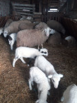 Prodaju se 4 mlađe ovce za obradu