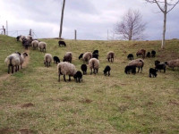Prodaju se romanovske ovce