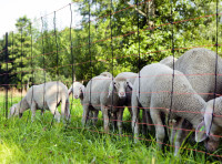 TOPLINE - električna mreža / ograda za ovce 105cm - 50m dužina -AKCIJA