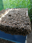 Košnice i pčele na okvirima