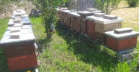 Košnice sa pčelama po Vašem izboru - Našice
