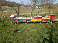 LR košnice sa pčelama