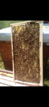 pčele na lr okvirima ili u košnicama