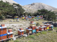 Pčele na lr okvirima