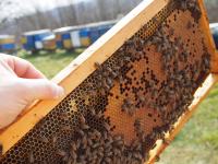 Pčele na LR okvirima, proizvodne zajednice