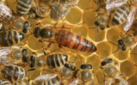 PČELE na AŽ standard okvirima (NUKLEUS 7 OKVIRA)