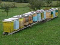 Pčele na okvirima, pčelinje zajednice