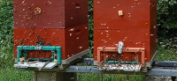 Pčele(pčelinja društva) s mladim maticama....2023...