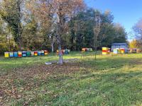 Pčele - zajednice, okviri, LR košnice