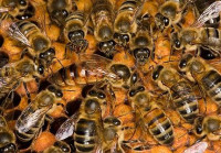 Pčelinja zajednica Gratis LR košnica (1 nastavak)