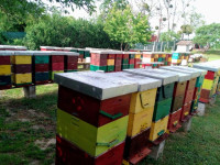 Pčelinje zajednice na 10 okvira s ambalažom