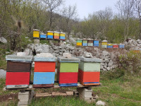 Pčelinje zajednice