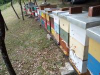 Prodaja pčela i rojeva