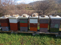 Prodajem košnice sa pčelama