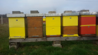 Prodajem pčele u lr košnicama